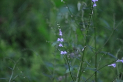 Scutellaria barbata