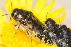 Acmaeodera hepburnii