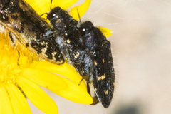 Acmaeodera dolorosa