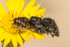 Acmaeodera dolorosa