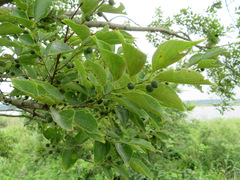 Celtis sinensis