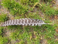Meleagris gallopavo