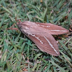 Abantiades argyrosticha