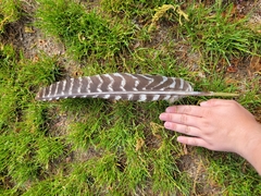 Meleagris gallopavo