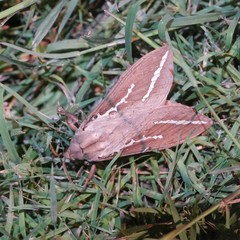 Abantiades argyrosticha