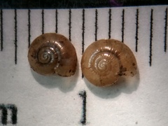 Glyphyalinia