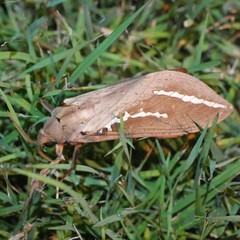 Abantiades argyrosticha