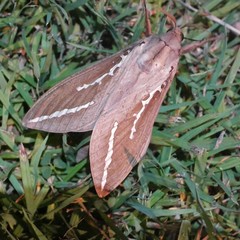 Abantiades argyrosticha