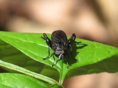 Chalcosyrphus chalybeus