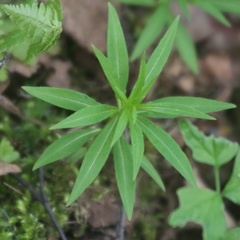 Chamaenerion angustifolium