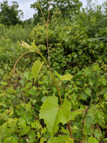 Vitis X champinii