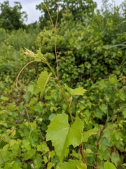 Vitis champinii