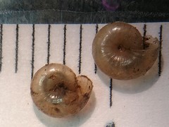 Glyphyalinia