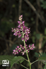 Angiospermae