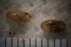 Glyphyalinia