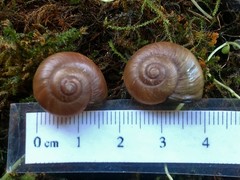 Mesomphix perlaevis