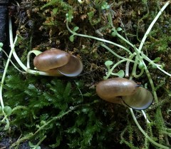 Mesomphix perlaevis