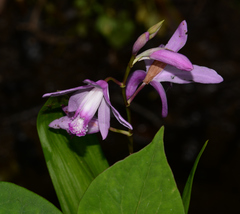 Bletilla