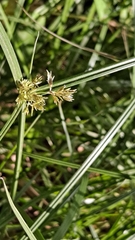 Cyperus longus