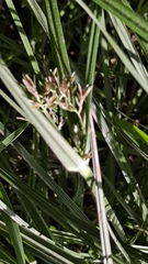 Cyperus longus