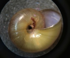 Mesomphix perlaevis