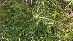 Cyperus longus