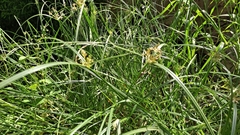 Cyperus longus