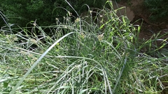 Cyperus longus