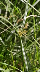 Cyperus longus