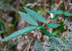 Polyscias sambucifolia