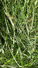 Cyperus longus