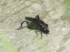 Chalcosyrphus chalybeus
