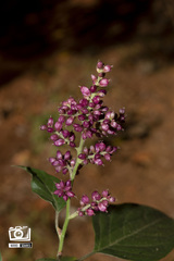 Angiospermae