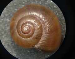 Mesomphix perlaevis