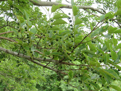 Celtis sinensis