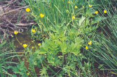 Ranunculus orthorhynchus platyphyllus