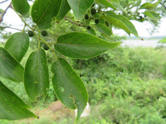 Celtis sinensis