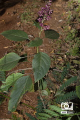 Angiospermae