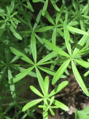 Galium concinnum
