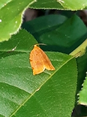 Archips rileyana