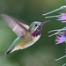 Calliope Hummingbird - Photo (c) Tom Benson, some rights reserved (CC BY-NC-ND)