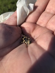 Sphenophorus aequalis