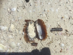 Solemya australis