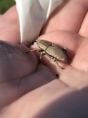 Sphenophorus aequalis