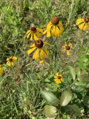 Helenium campestre