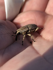 Sphenophorus aequalis