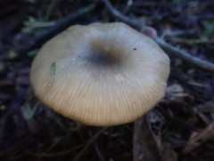 Entoloma albidocoeruleum