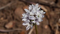 Gilia capitata abrotanifolia