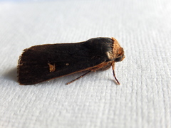 Proteuxoa testaceicollis