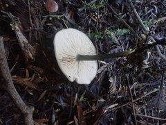 Entoloma albidocoeruleum